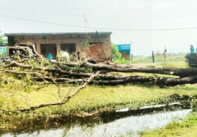 सिद्धार्थनगर: तेज आंधी का कहर, विशालकाय पेड़ की चपेट में आने से युवक गंभीर रूप से घायल