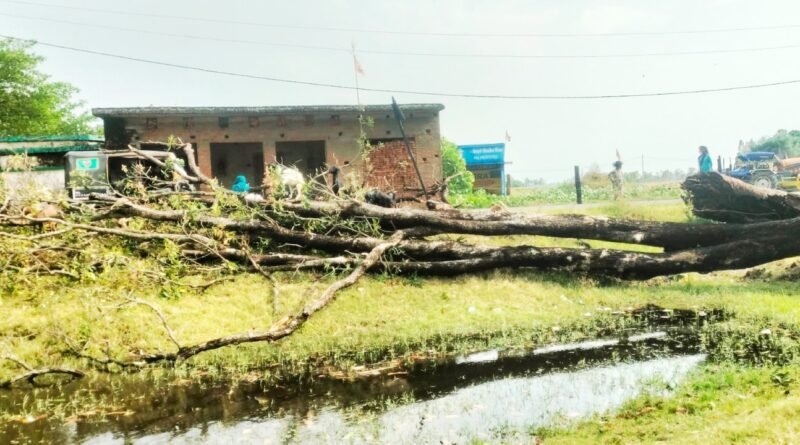 सिद्धार्थनगर: तेज आंधी का कहर, विशालकाय पेड़ की चपेट में आने से युवक गंभीर रूप से घायल