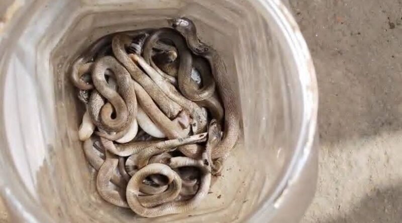 सिद्धार्थनगर में अजय गुप्ता के घर में खौफ का साया: एक के बाद एक निकले 30 सांप के बच्चे, इलाके में दहशत