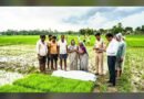 सिद्धार्थनगर: धान की नर्सरी काट रहे अधेड़ पर गिरी बिजली, मौके पर ही मौत