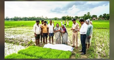 सिद्धार्थनगर: धान की नर्सरी काट रहे अधेड़ पर गिरी बिजली, मौके पर ही मौत