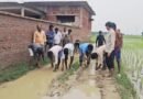 सड़क नहीं तो वोट नहीं! सिद्धार्थनगर में बदहाल रास्ते से भड़के ग्रामीण, बीच सड़क पर कर दी धान की रोपाई