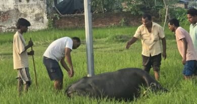 विधायक निधि से लगी स्ट्रीट लाइट बनी काल: करंट की चपेट में आने से भैंस की मौके पर ही मौत, ग्रामीणों में आक्रोश