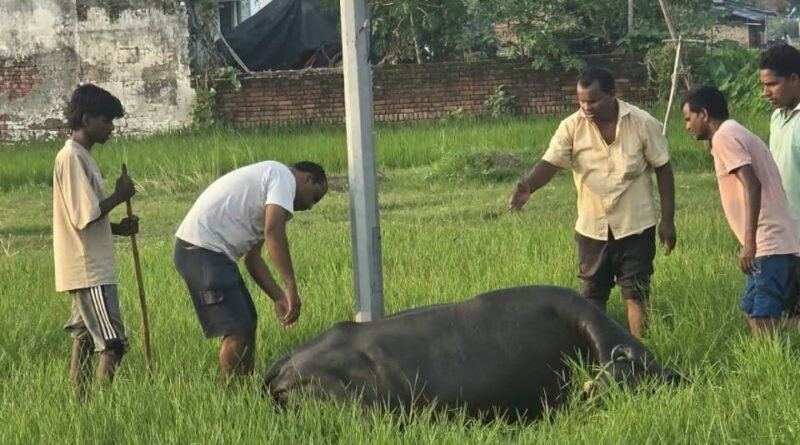 विधायक निधि से लगी स्ट्रीट लाइट बनी काल: करंट की चपेट में आने से भैंस की मौके पर ही मौत, ग्रामीणों में आक्रोश विधायक निधि से लगी स्ट्रीट लाइट बनी काल: करंट की चपेट में आने से भैंस की मौके पर ही मौत, ग्रामीणों में आक्रोश
