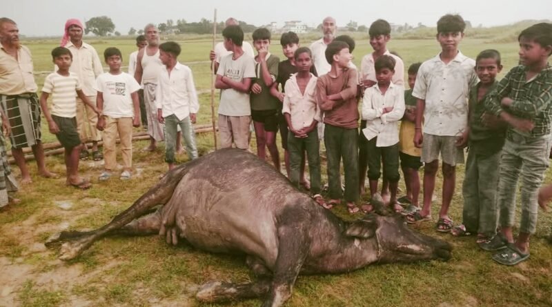 सिद्धार्थनगर: आकाशीय बिजली की चपेट में आने से भैंस की दर्दनाक मौत, पशुपालक की आजीविका पर गहराया संकट सिद्धार्थनगर: आकाशीय बिजली की चपेट में आने से भैंस की दर्दनाक मौत, पशुपालक की आजीविका पर गहराया संकट