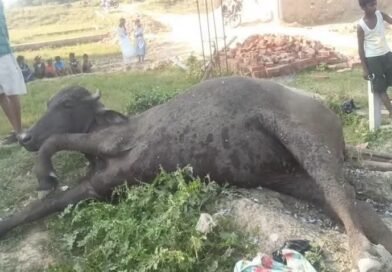 सिद्धार्थनगर: पटाखों के जोरदार विस्फोट से दहला इलाका, भैंस घायल; मौके से भारी मात्रा में बारूद बरामद सिद्धार्थनगर: पटाखों के जोरदार विस्फोट से दहला इलाका, भैंस घायल; मौके से भारी मात्रा में बारूद बरामद