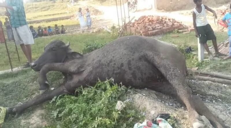 सिद्धार्थनगर: पटाखों के जोरदार विस्फोट से दहला इलाका, भैंस घायल; मौके से भारी मात्रा में बारूद बरामद सिद्धार्थनगर: पटाखों के जोरदार विस्फोट से दहला इलाका, भैंस घायल; मौके से भारी मात्रा में बारूद बरामद